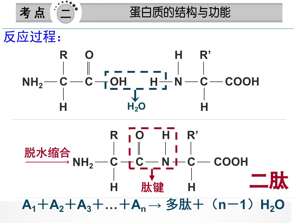 有关蛋白质的计算