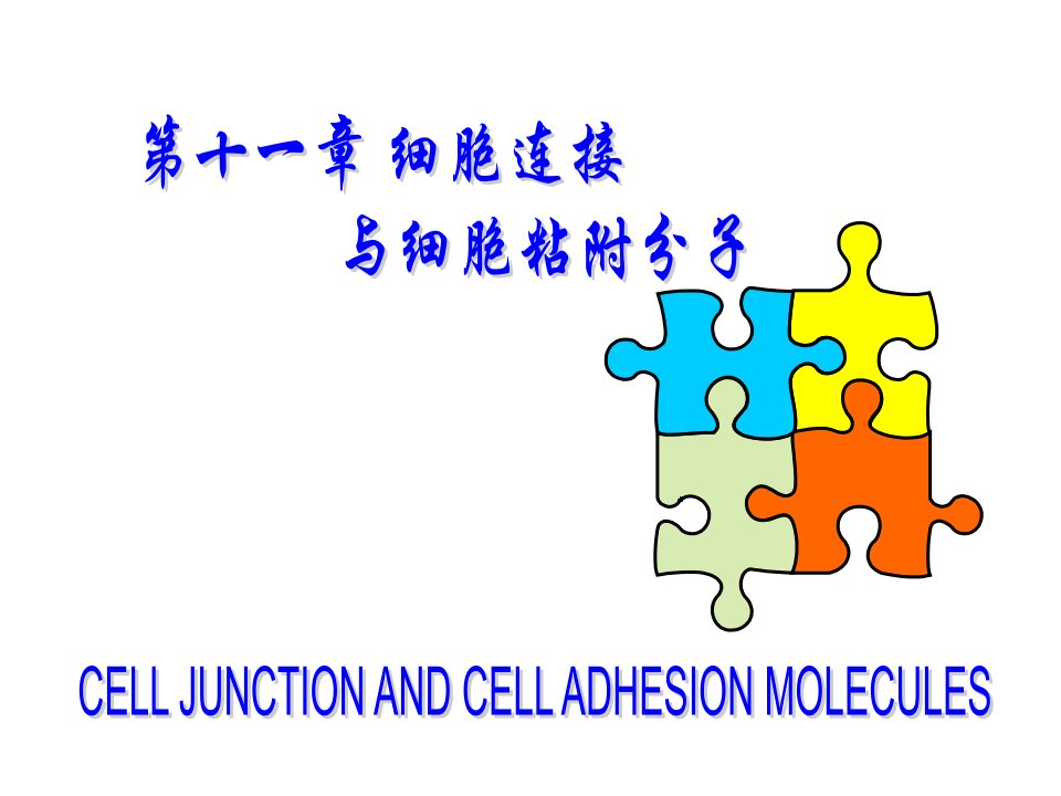 细胞生物学教程第十一章细胞连接与细胞粘附分子