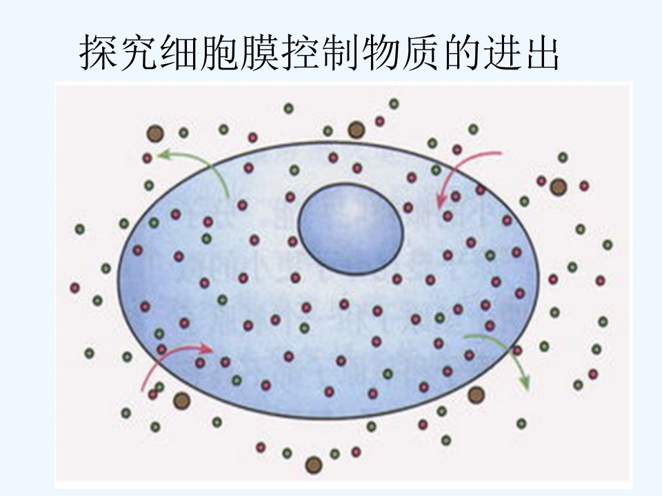 探究细胞膜控制物质的进出