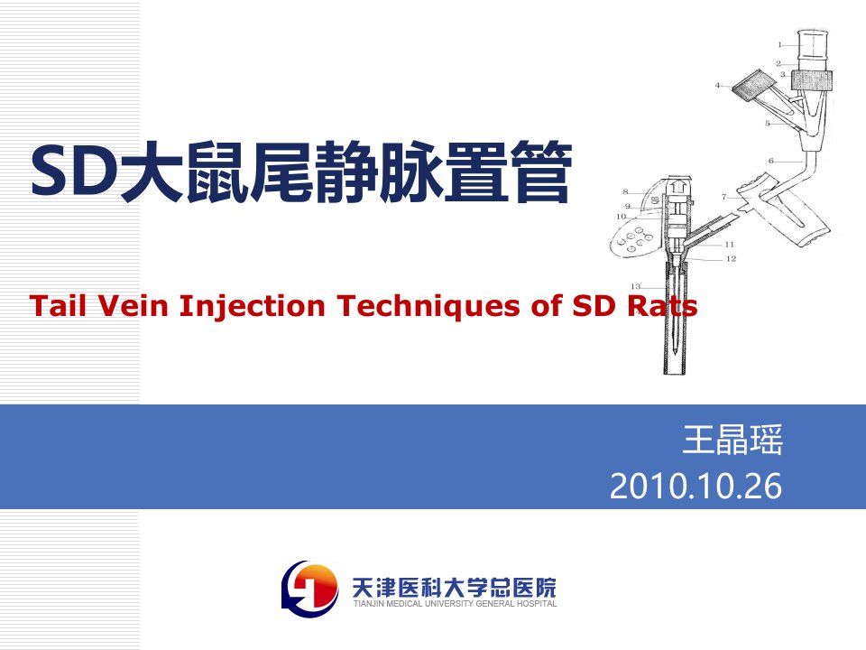 SD大鼠尾静脉置管