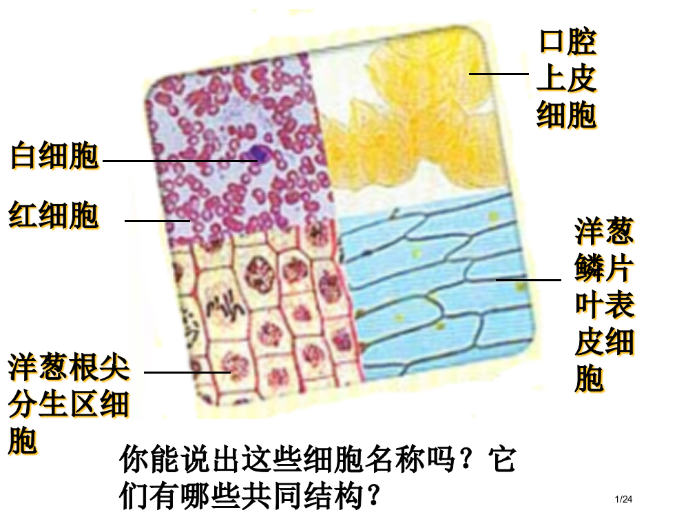 1.2生物省公开课金奖全国赛课一等奖微课获奖PPT课件