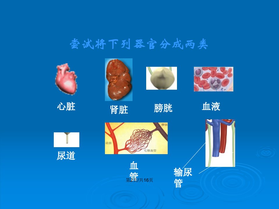 器官之间的联系