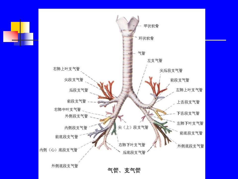 支气管哮喘的规范化诊断和治疗精品课件