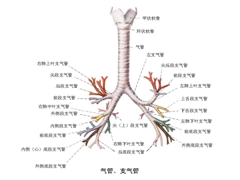 医学专题纤支镜图谱ppt最经典纤维支气管镜图谱