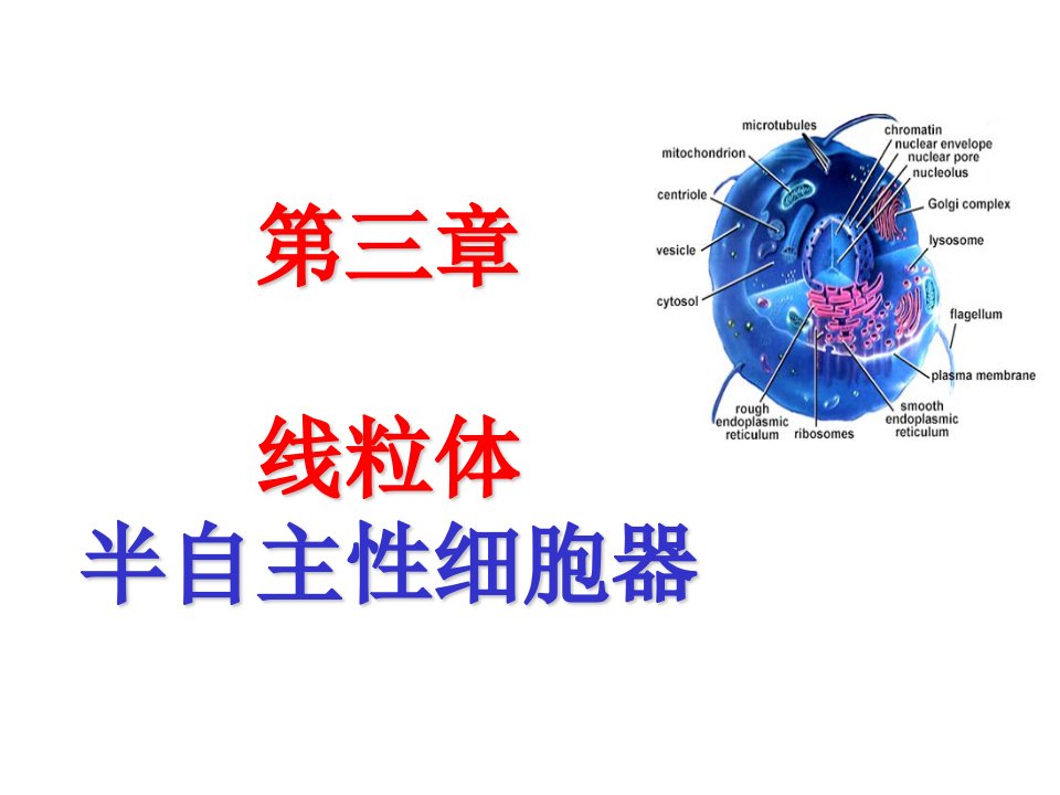 细胞生物学课件：第三章－线粒体