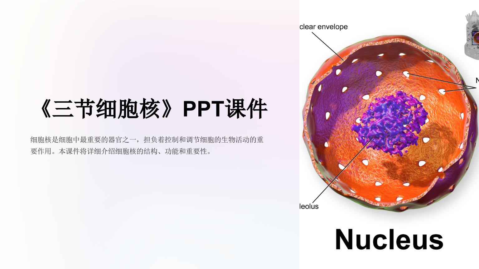 《三节细胞核》课件