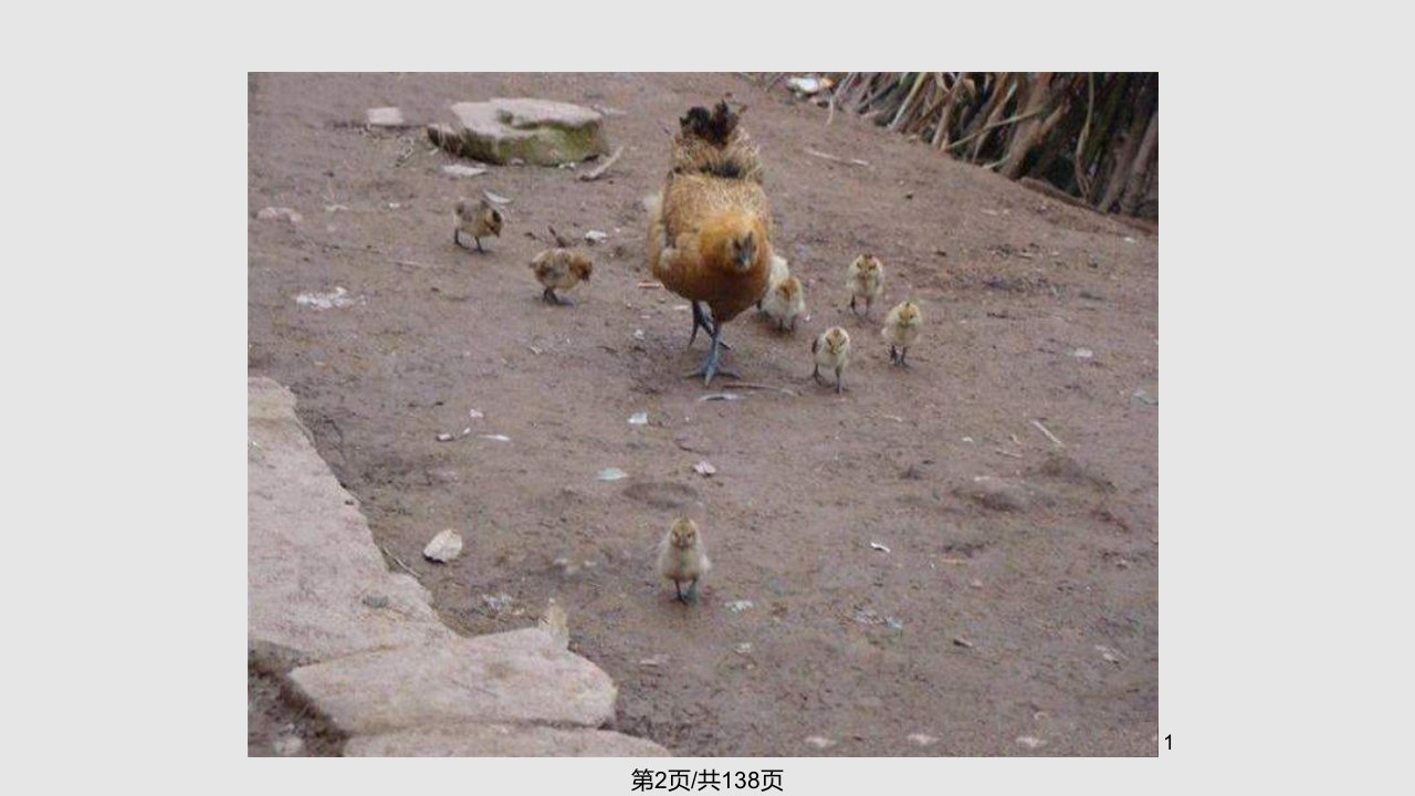 雏鸡饲养与管理