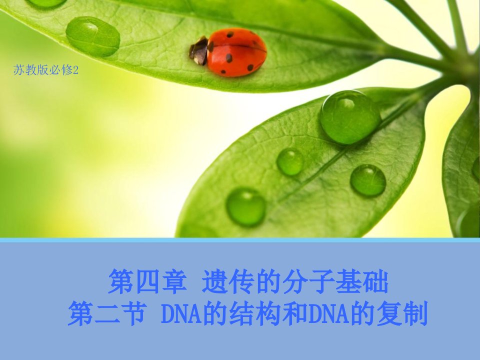 生物42DNA的结构和DNA的复制2苏教版必修2课件