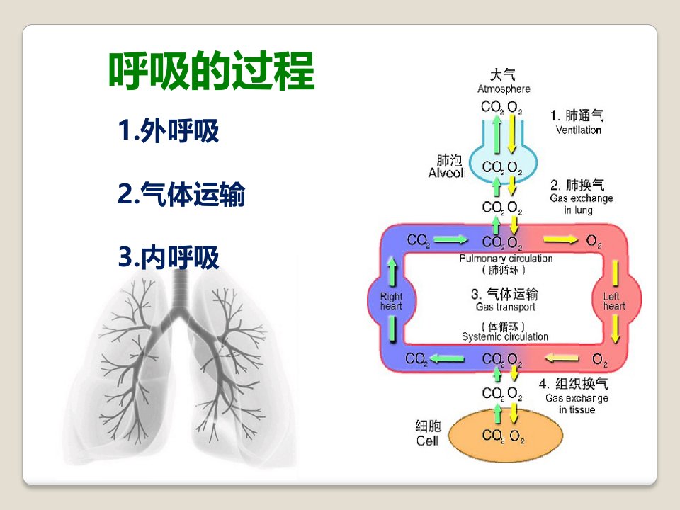 呼吸辅导课2留学生