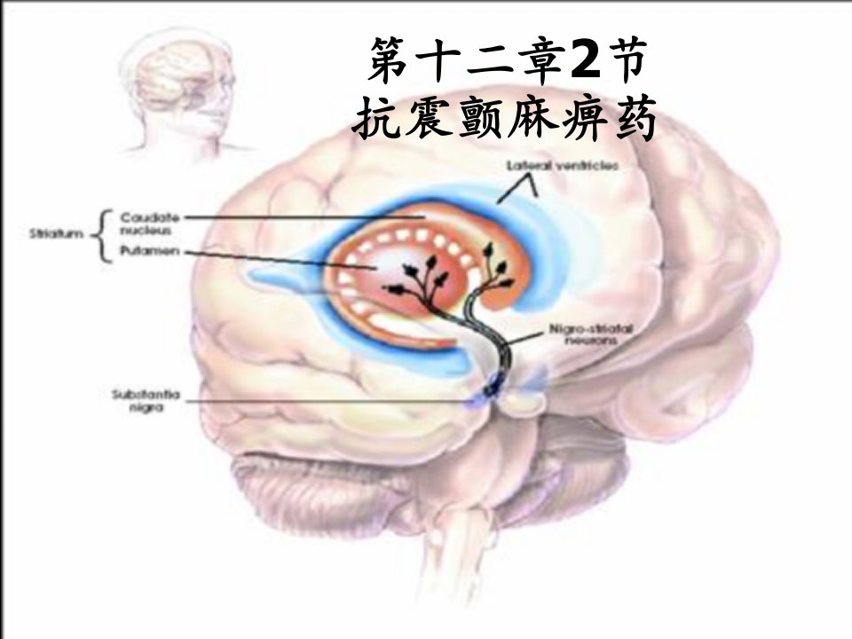 12章抗震颤麻痹药