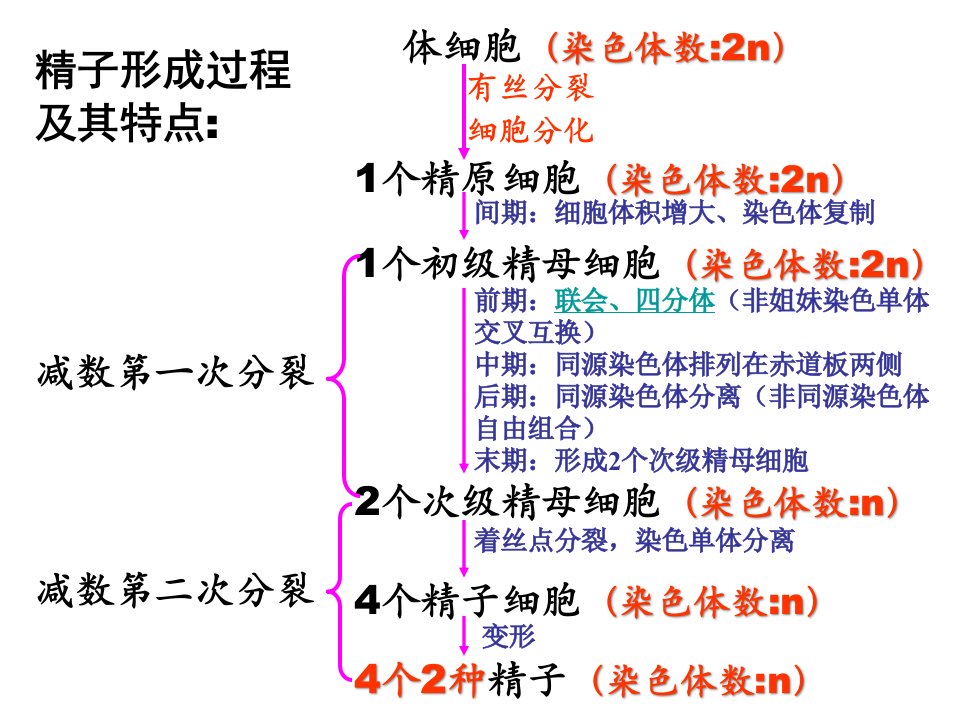 人教版高三生物课件减数分裂和受精作用