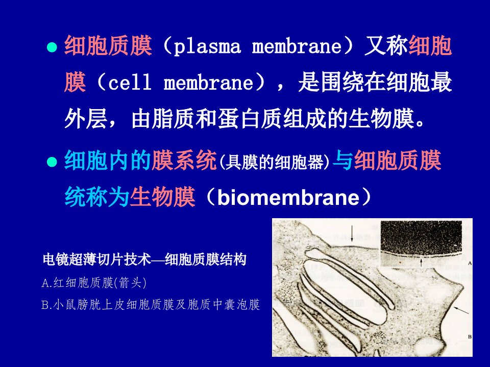 4细胞膜与细胞表面