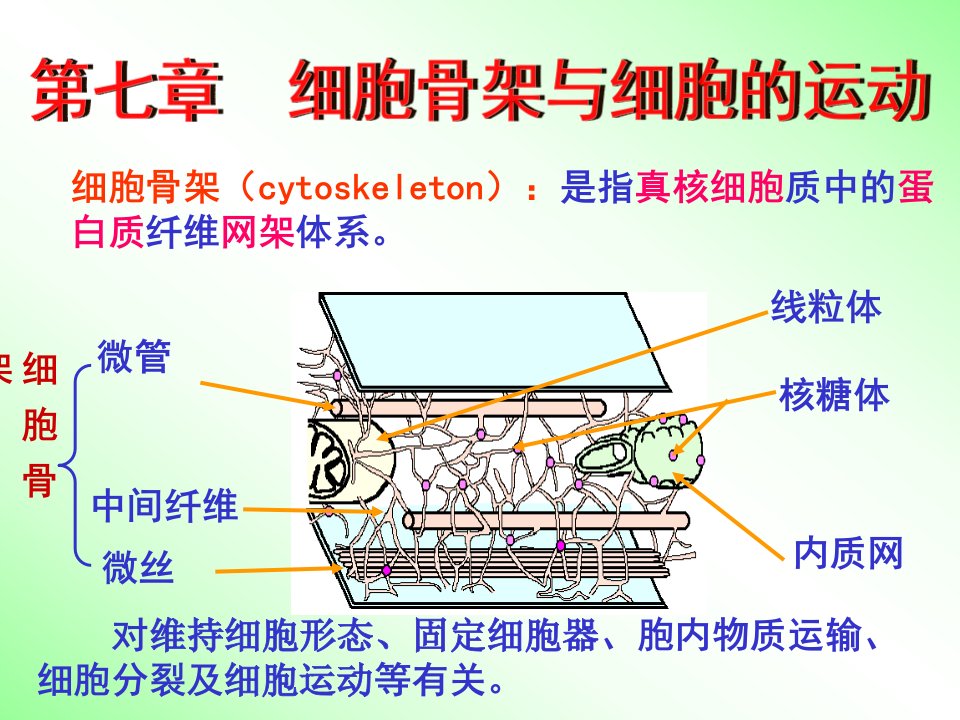 第七章细胞骨架