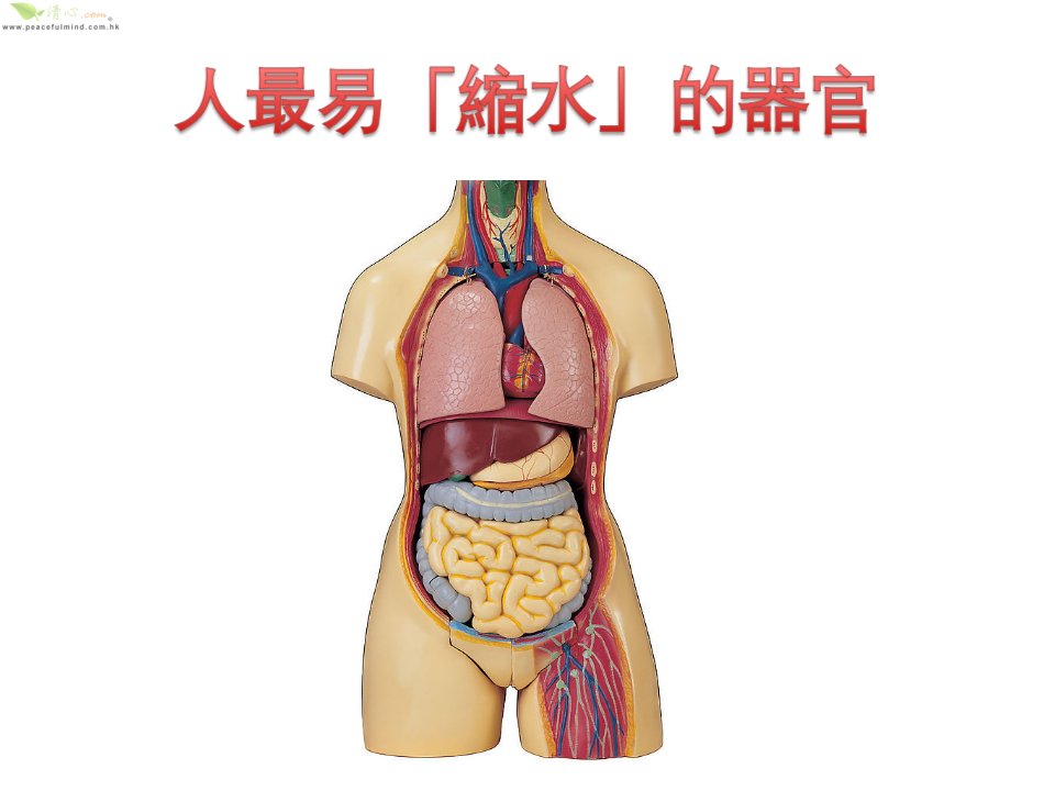 人易「缩水」的器官