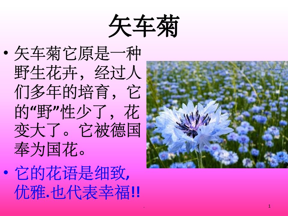 各种花的花语和图片ppt课件