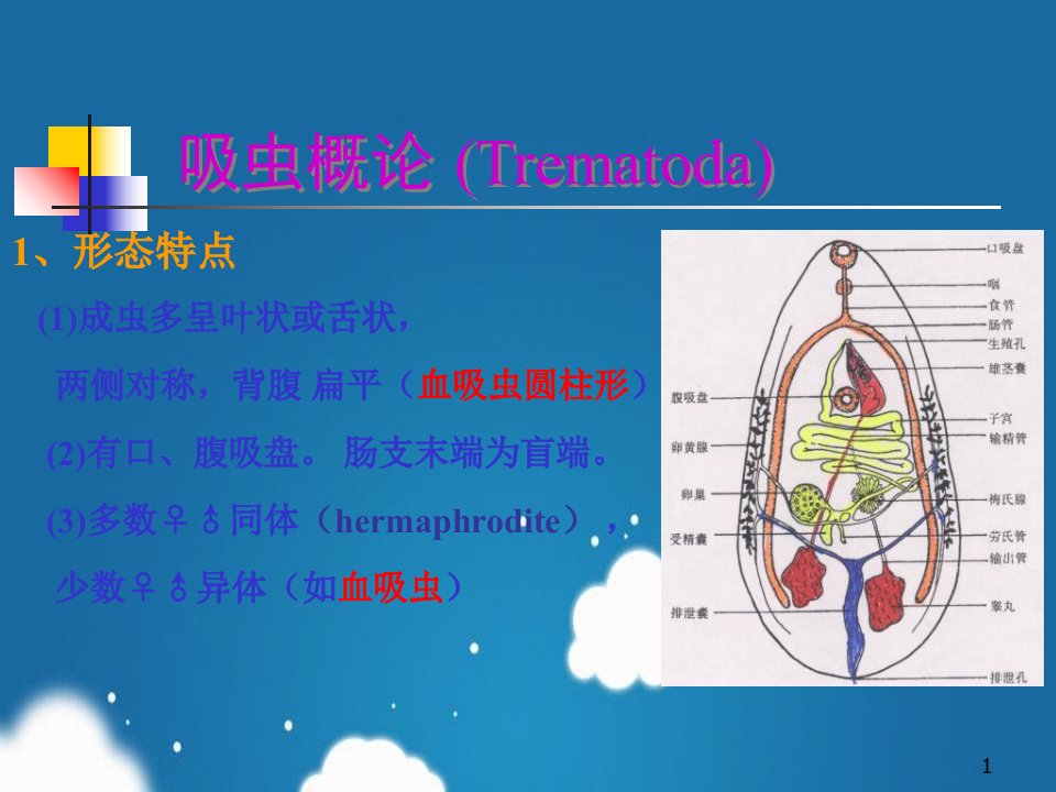 肝肺医学蠕虫课件