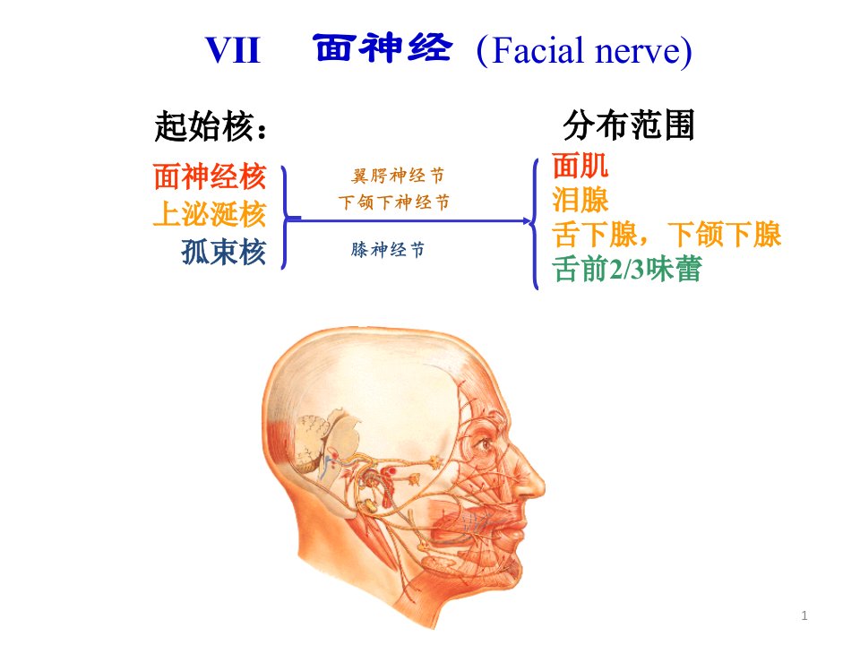 面神经解剖ppt课件