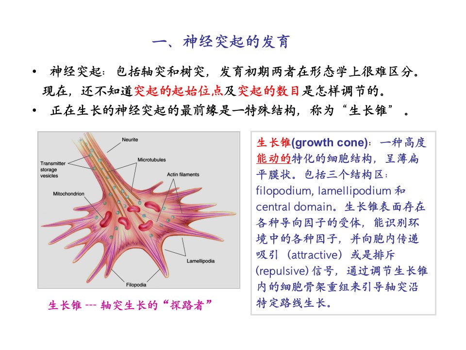 神经生物学