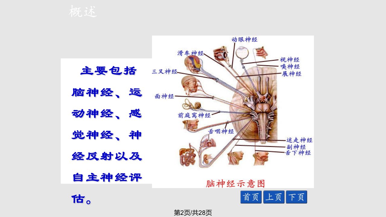 神经系统评估