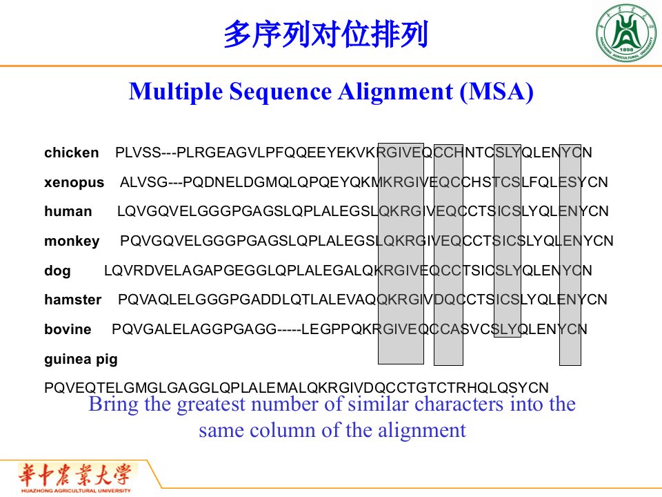 构建分子进化树课件