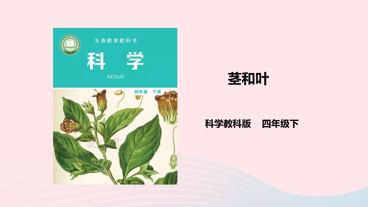 2023四年级科学下册植物的生长变化1.4茎和叶课件教科版