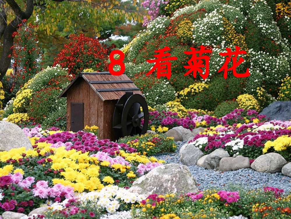 《8、看菊花》课件