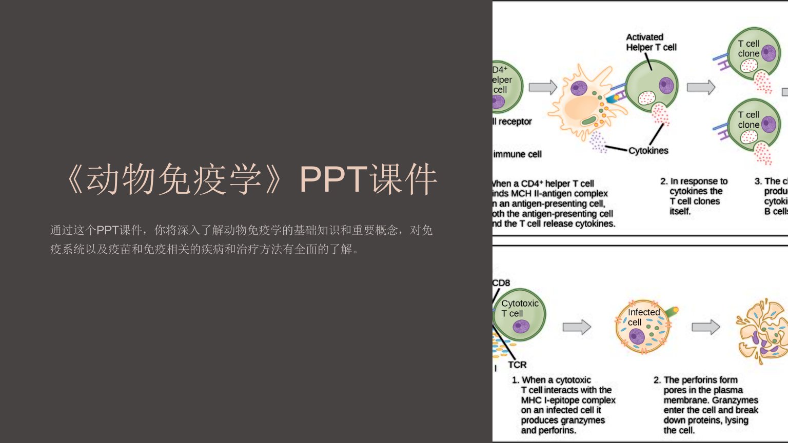 《动物免疫学》课件