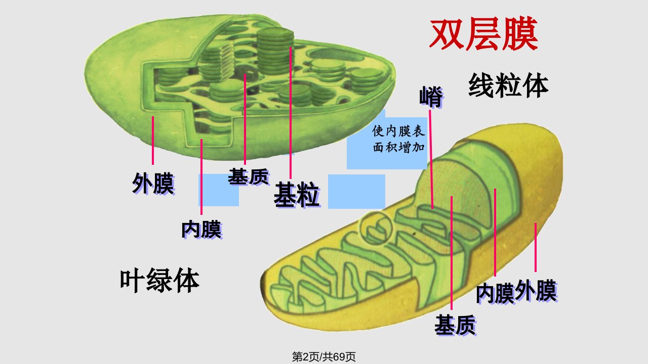 细胞器2学习教程