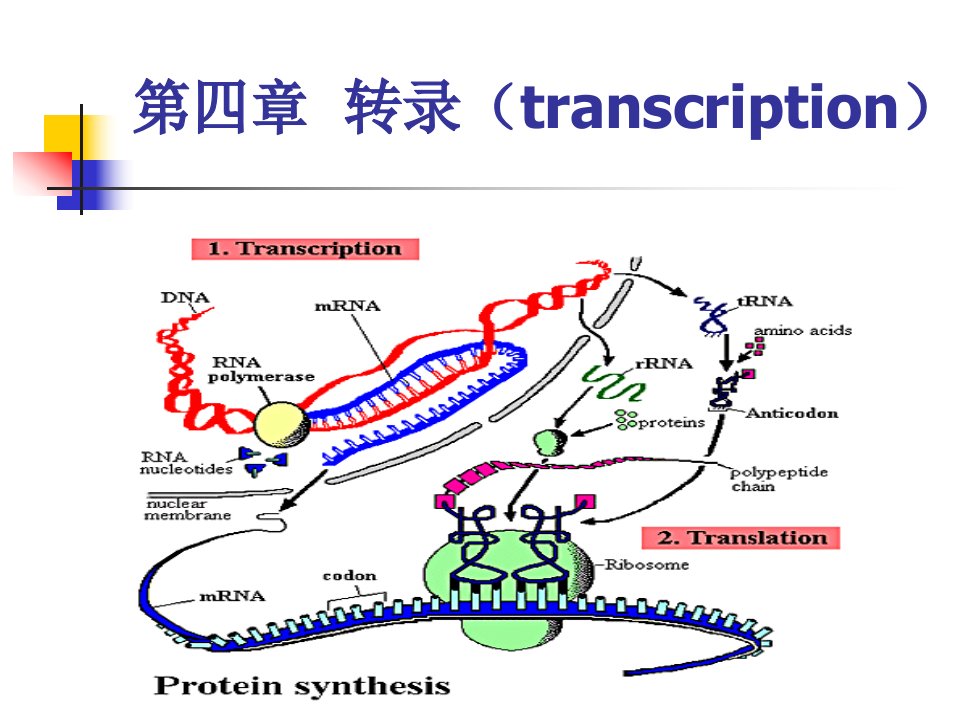 《分子遗传学》PPT课件