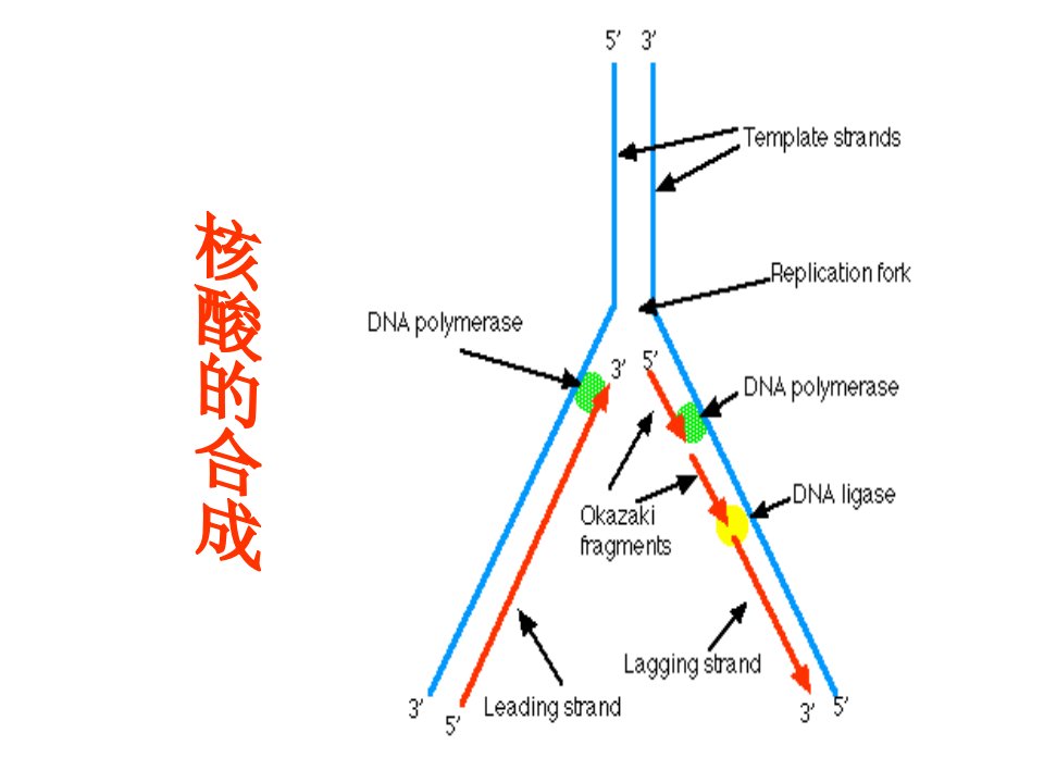 DNA、RNA的生物合成