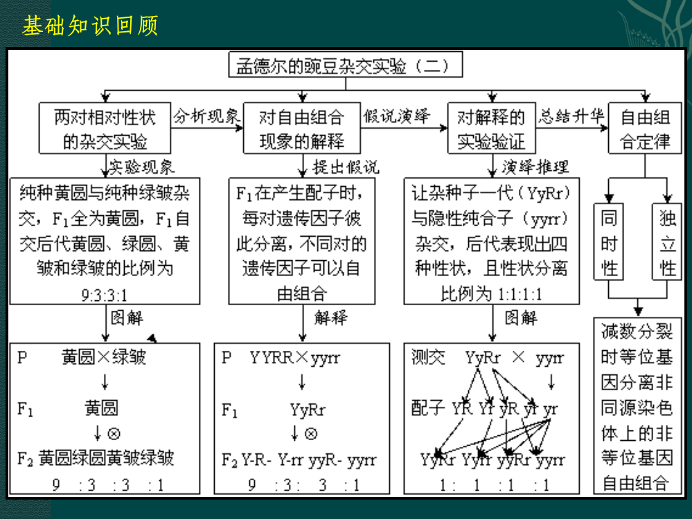 基因自由组合定律的应用15班ppt课件