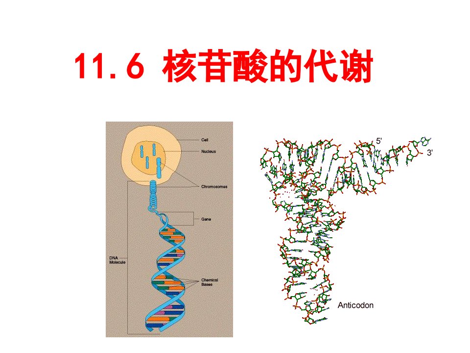 第11章含氮小分子的代谢核苷酸