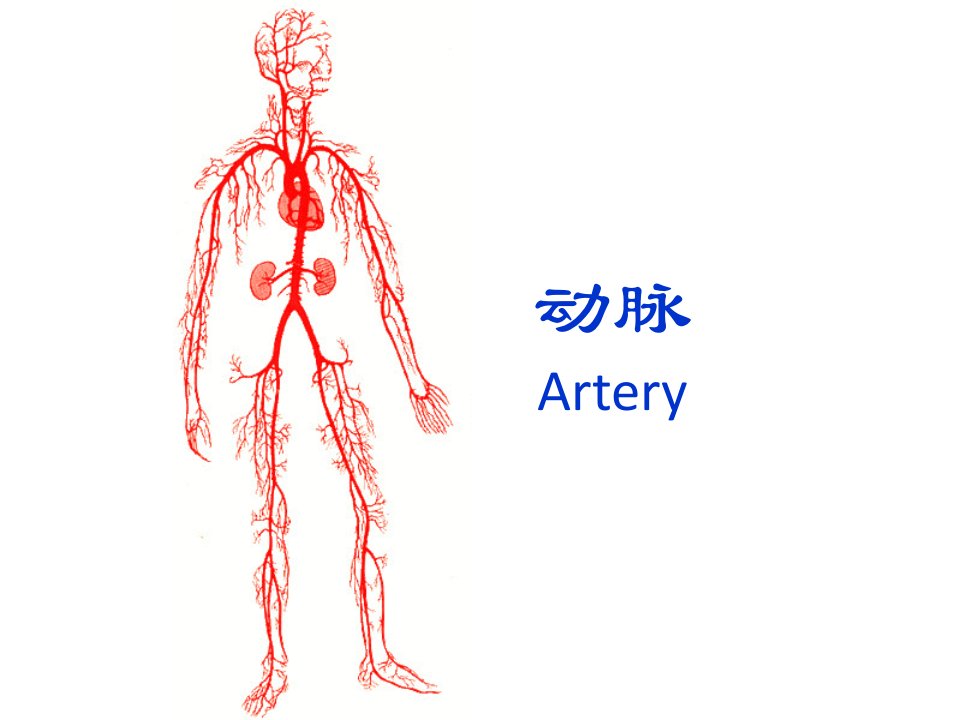 人体解剖学-动脉