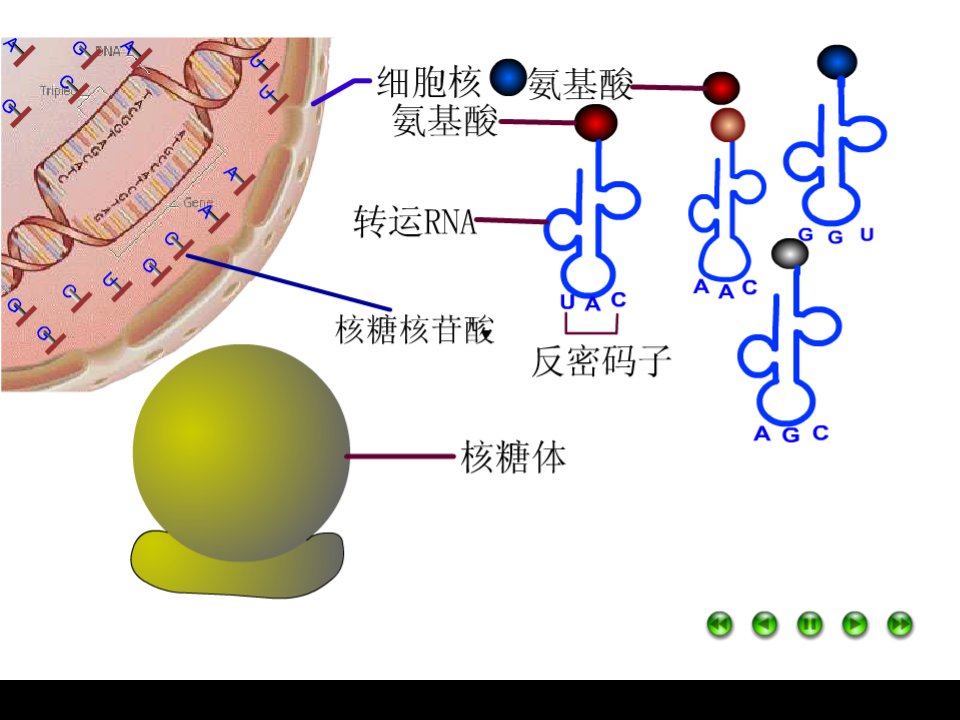 基因对性状的控制