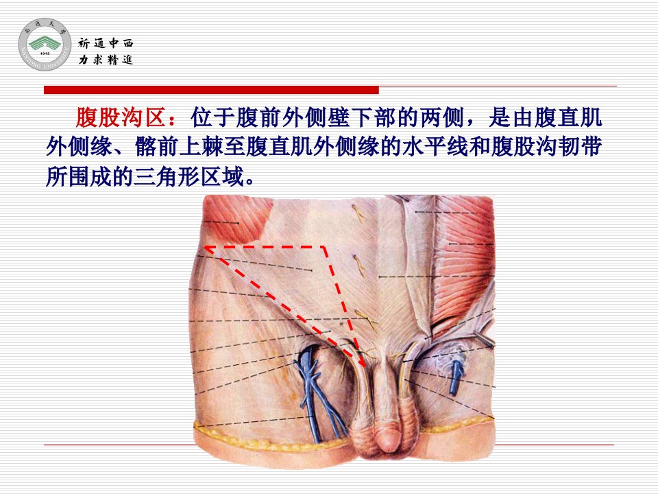 医用局部解剖学腹股沟区和阴囊