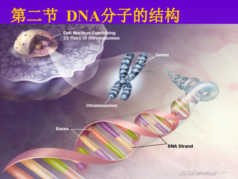 第二节DNA分子的结构(1)