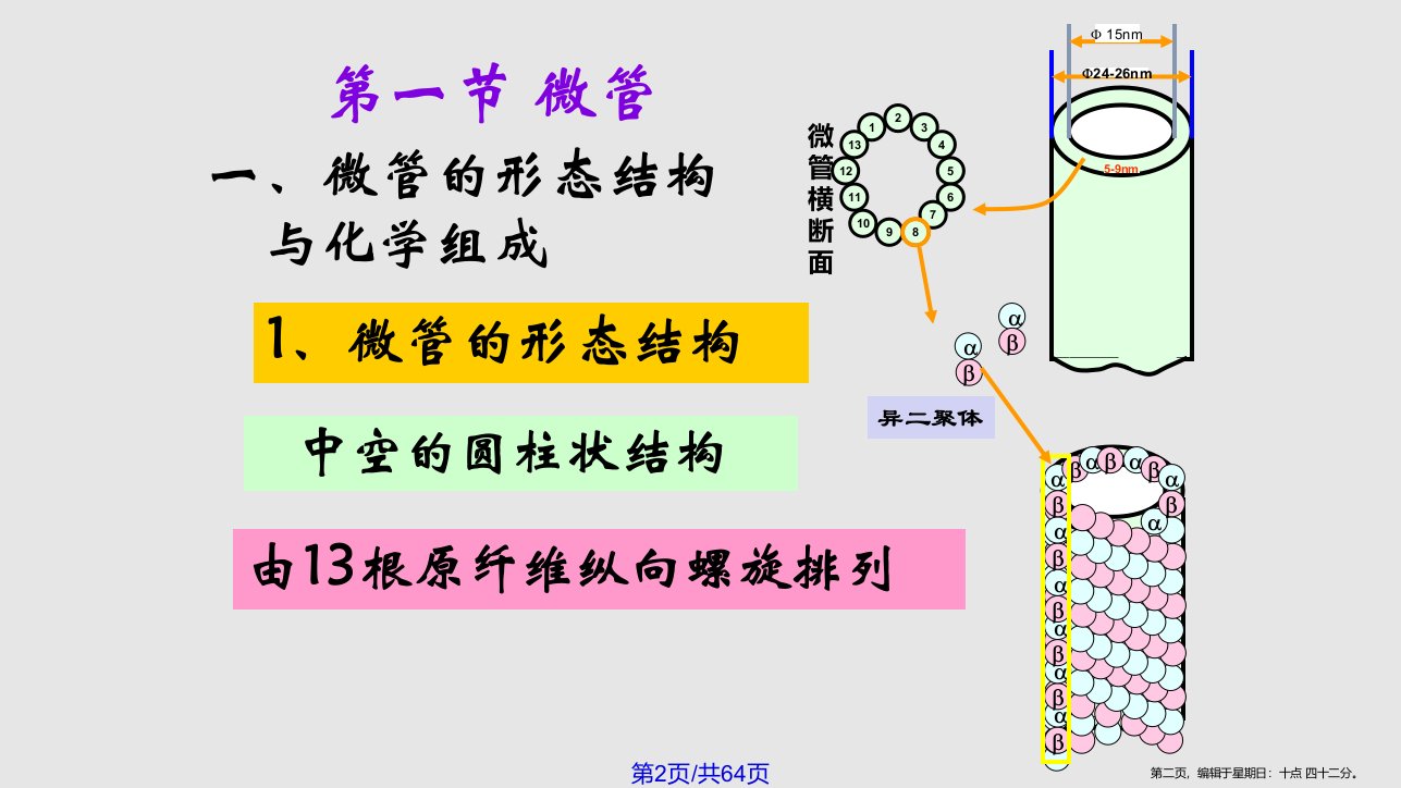 八细胞骨架学习