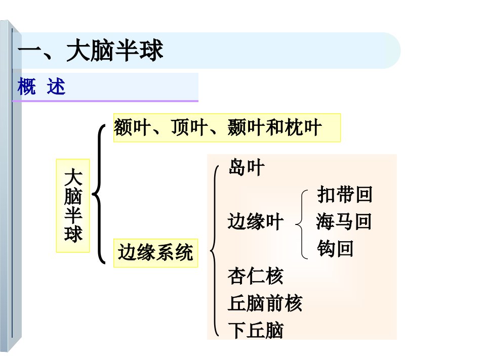 大脑半球的解剖ppt课件