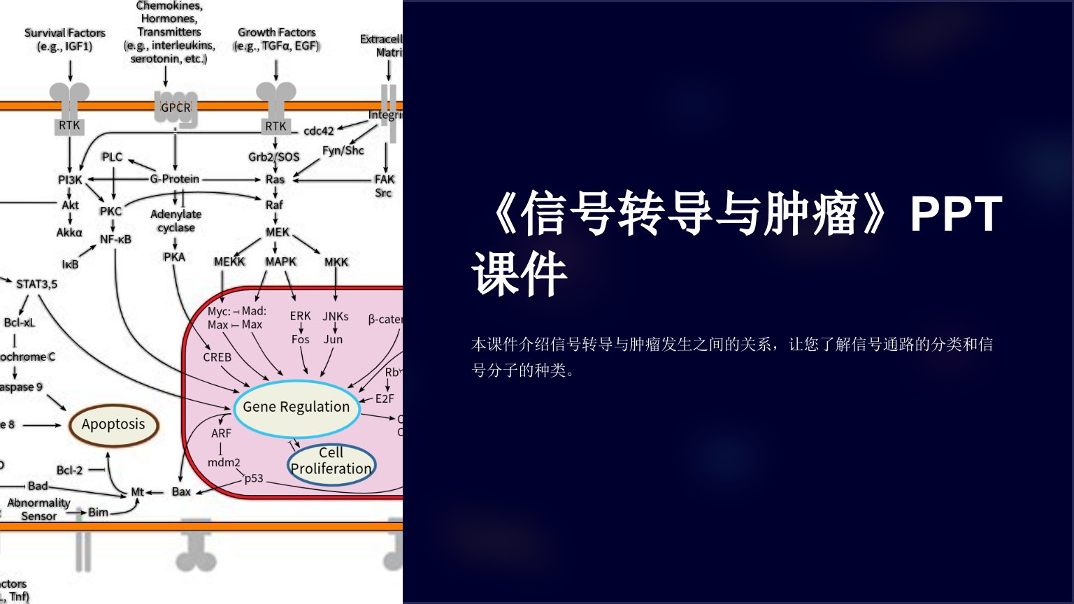 《信号转导与肿瘤》课件