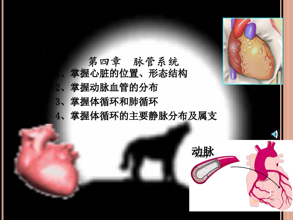 人体解剖学脉管系统ppt课件