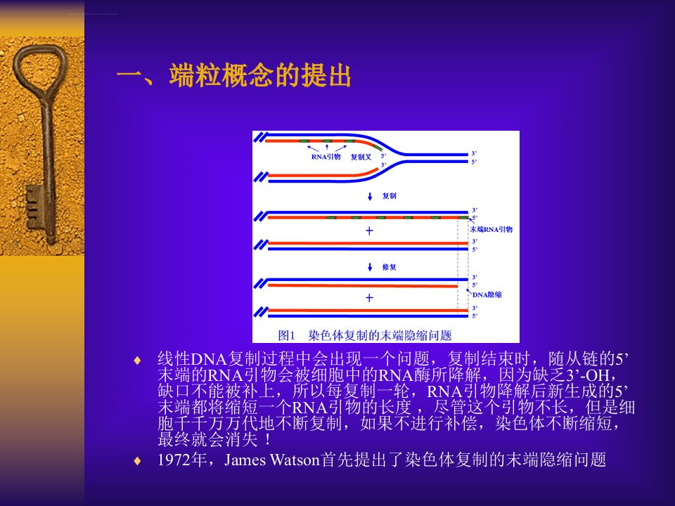 分子生物学第四讲端粒和端粒酶ppt课件