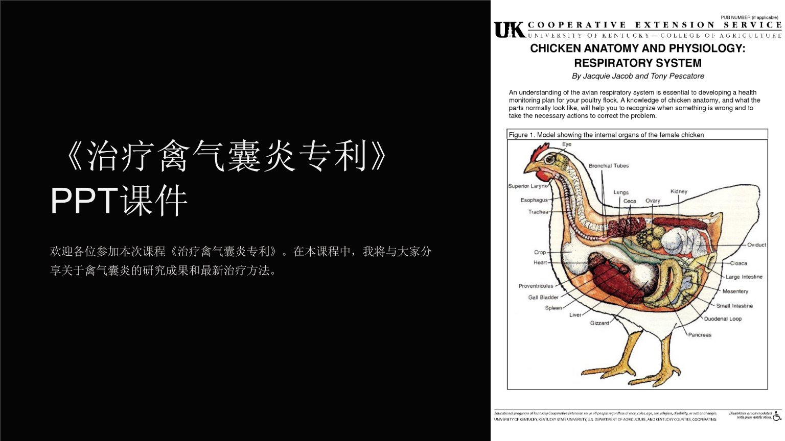 《治疗禽气囊炎专利》课件