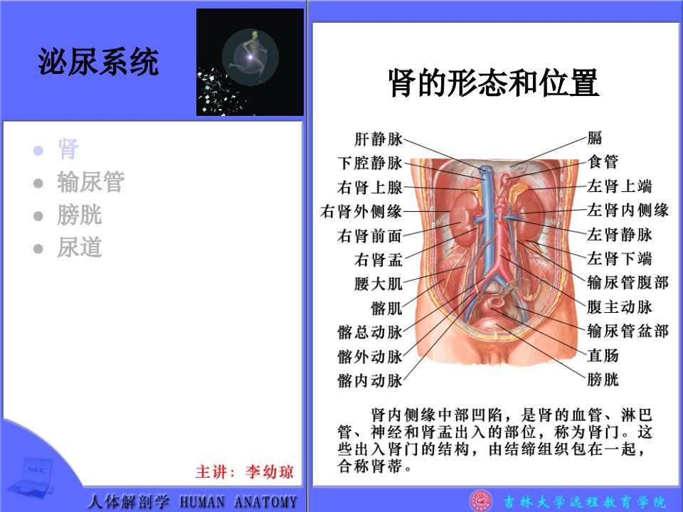 医学PPT课件】泌尿系统概述