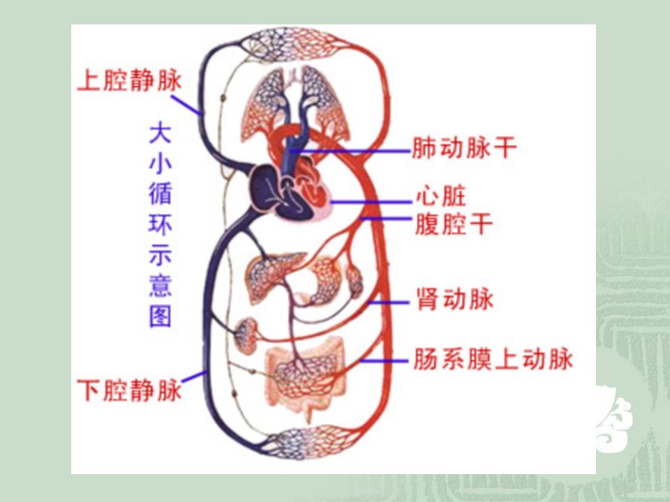 人体解剖生理学第十一章循环系统