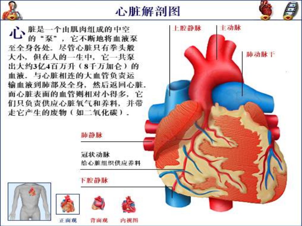 13心脏疾病用药