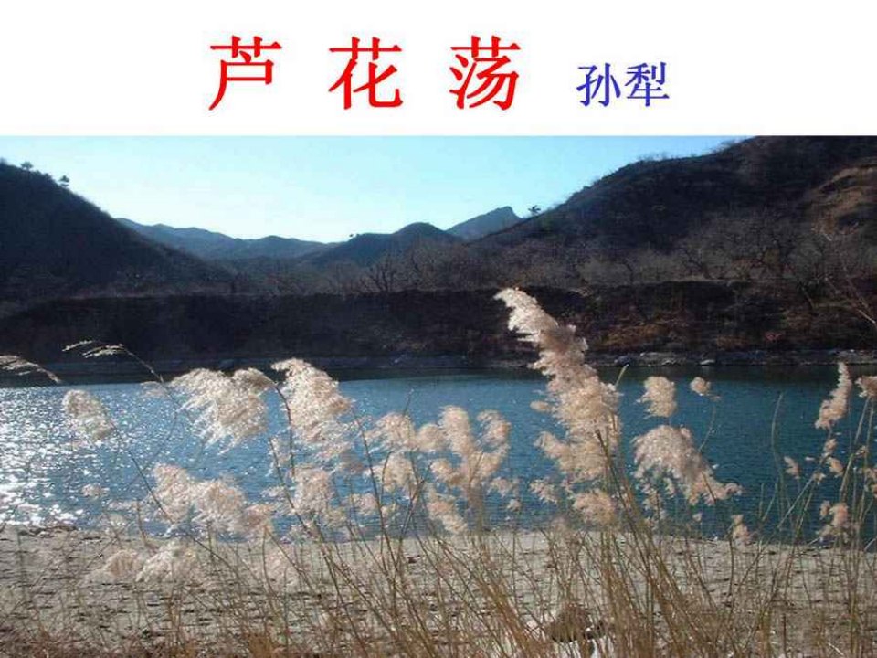 鲁教版语文七下《芦花荡》