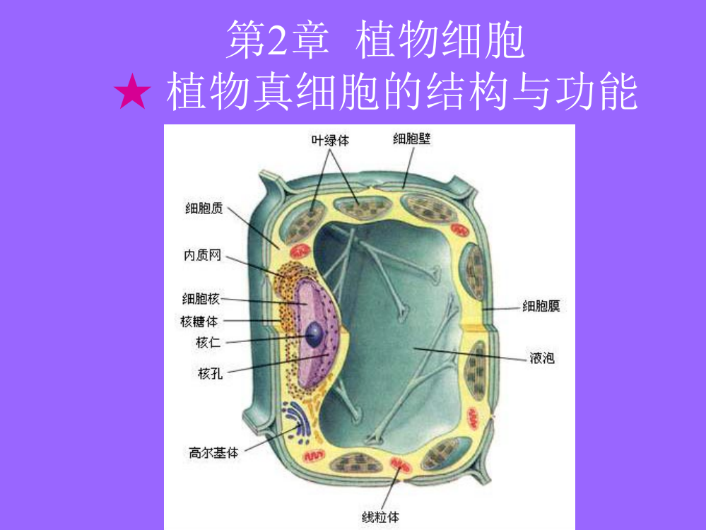 药用植物学第二章植物细胞