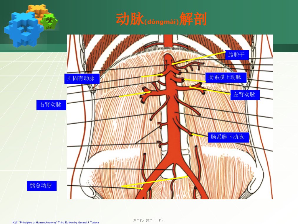 医学专题腹主动脉瘤