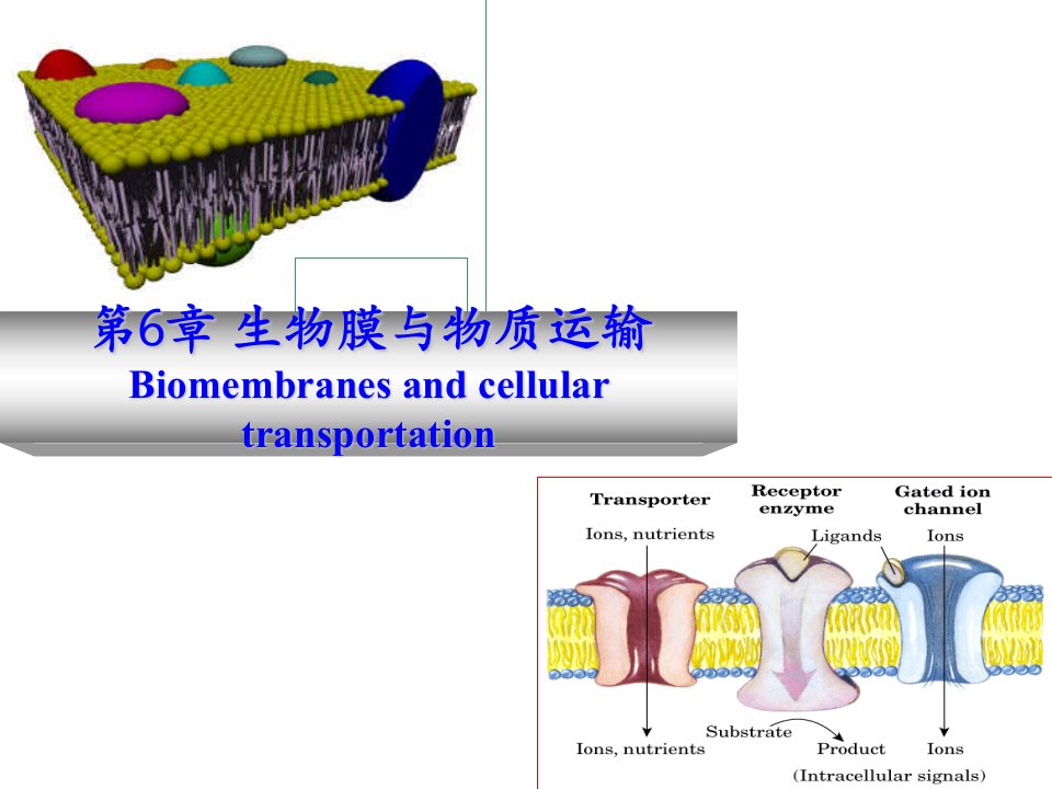 交通运输-生物膜与物质运输