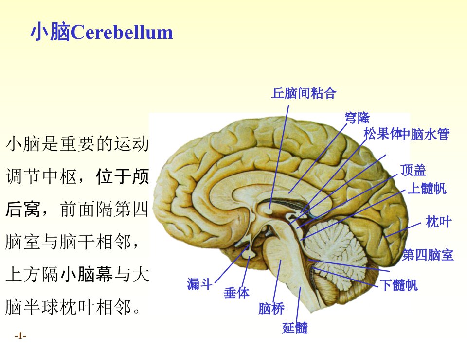 最新n4小脑间脑014课件-PPT文档